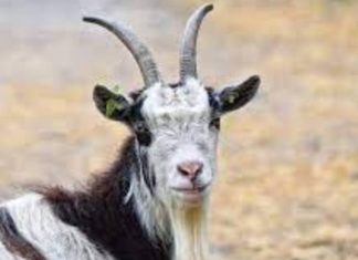 From 18/10-30/10: ‘Unstoppable Destiny’, 3 zodiac signs that attract wealth, becoming the richest in the world