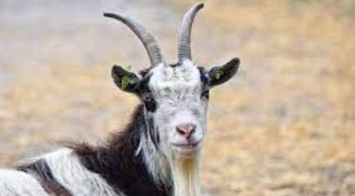 From 18/10-30/10: ‘Unstoppable Destiny’, 3 zodiac signs that attract wealth, becoming the richest in the world