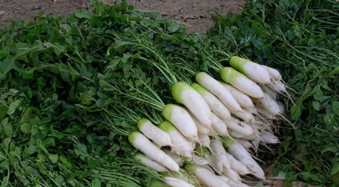 The discarded part when eating turnips is actually nutritious and higher in calcium than milk, can be cooked into many nutritious dishes.