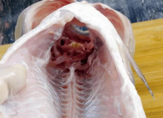 The 4 fishy smells that cannot be removed, only discarded, ruined by cooking