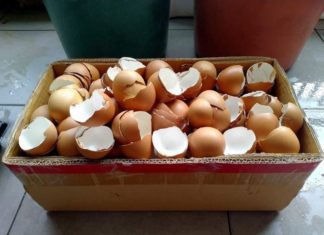 8 Surprising Benefits of Eggshells That Every Homemaker Should Know