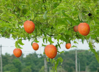 Fruit in season during winter, highly demanded by many countries, sold cheaply in Vietnam, remember to eat to prevent illness