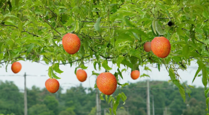 Fruit in season during winter, highly demanded by many countries, sold cheaply in Vietnam, remember to eat to prevent illness