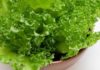 What is Glass Lettuce? Delicious Dishes with Glass Lettuce