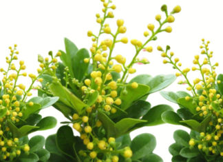 Can I plant Morning Glory flowers in front of my house? What is the feng shui significance of Morning Glory flowers?