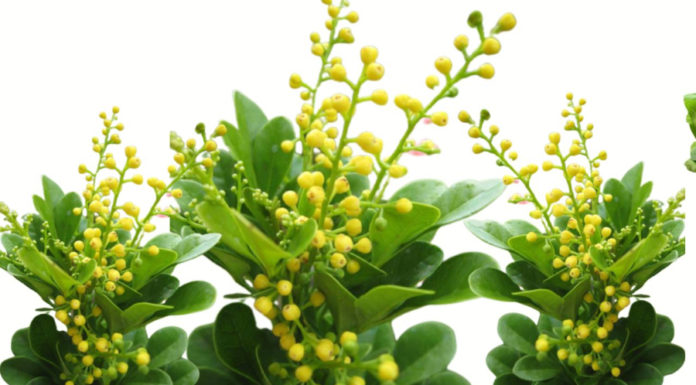 Can I plant Morning Glory flowers in front of my house? What is the feng shui significance of Morning Glory flowers?