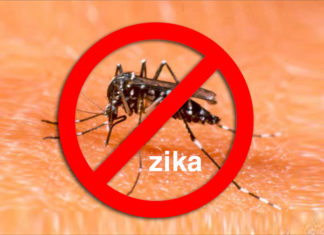 8 Simple Plants to Ward Off Zika Virus and Beautify Your Home