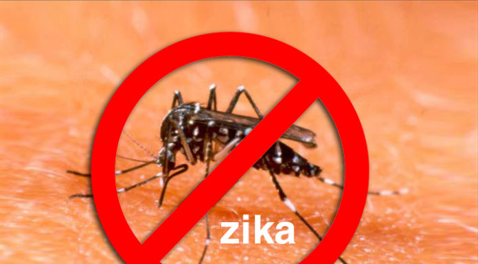 8 Simple Plants to Ward Off Zika Virus and Beautify Your Home