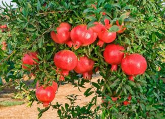 4 Lucky Greenery Enhancements to Adorn Your Abode for a Thriving Lunar New Year