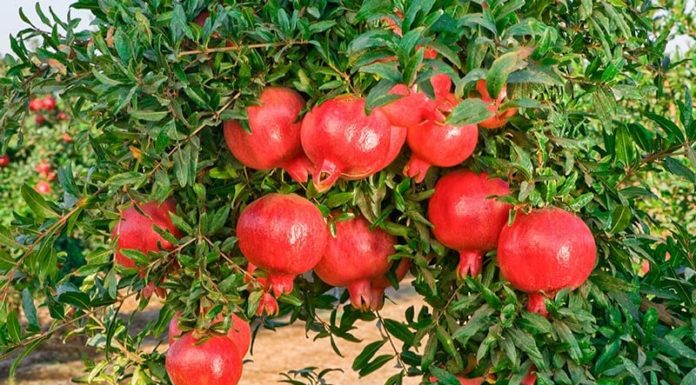 4 Lucky Greenery Enhancements to Adorn Your Abode for a Thriving Lunar New Year