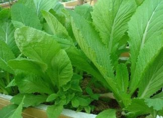 Surprise! Many moms don’t know how to differentiate between various types of cabbage – Super moms surely know how to distinguish.