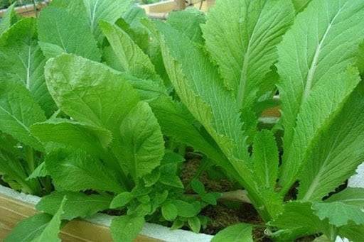 Surprise! Many moms don’t know how to differentiate between various types of cabbage – Super moms surely know how to distinguish.