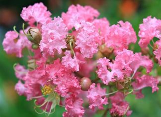 Should I Grow an Indoor Tường Vi Plant? Planting in This Position, Bringing Luck and Wealth