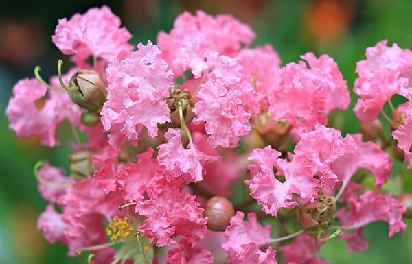 Should I Grow an Indoor Tường Vi Plant? Planting in This Position, Bringing Luck and Wealth