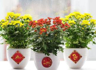 26 Simple and Beautiful Home Decoration Ideas for Tet 2024