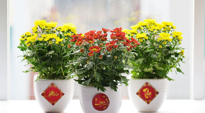 26 Simple and Beautiful Home Decoration Ideas for Tet 2024