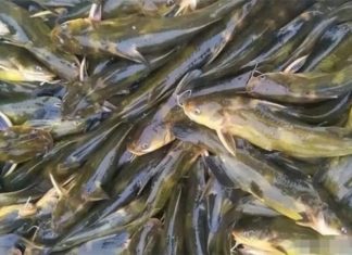 4 Types of Fish Containing High Levels of Heavy Metals: Avoid Buying Fish Before Tet