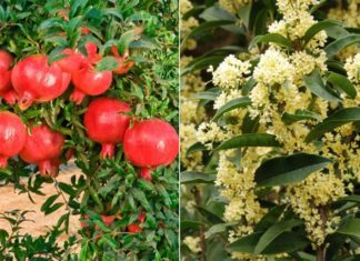 3 Prosperity Trees at the Door, 4 Fortunate Objects Inside: What Are They?