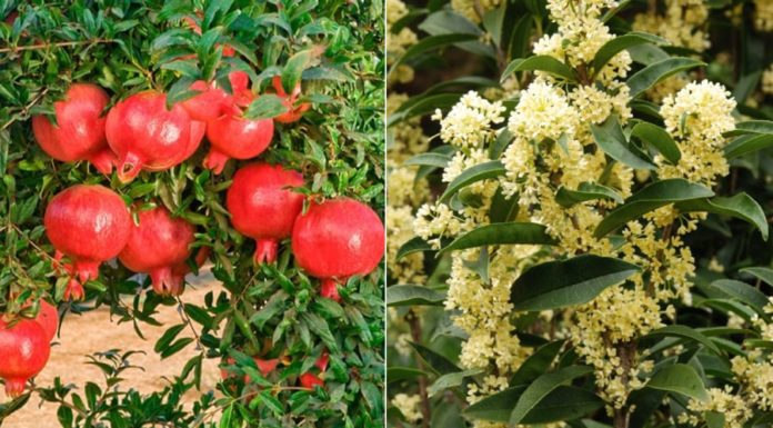 3 Prosperity Trees at the Door, 4 Fortunate Objects Inside: What Are They?