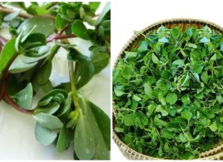 3 types of vegetables that are always pesticide-free: Equivalent to ginseng and bird’s nest, don’t overlook them