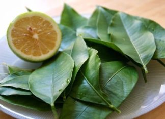 Cooling Leaf: A Wildly Abundant Liver Soother, 6 Million/kg Abroad, Thrives Unnoticed in Vietnamese Gardens for Picking