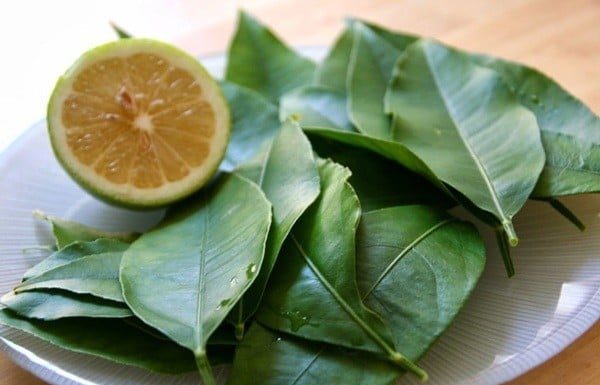 Cooling Leaf: A Wildly Abundant Liver Soother, 6 Million/kg Abroad, Thrives Unnoticed in Vietnamese Gardens for Picking