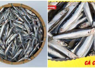 5 Types of Fish That Cannot Be Tamed by Chemicals and Are Known as Aquatic Ginseng: Don’t Hesitate to Buy When You See Them at the Market