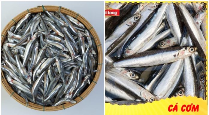 5 Types of Fish That Cannot Be Tamed by Chemicals and Are Known as Aquatic Ginseng: Don’t Hesitate to Buy When You See Them at the Market