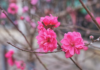 Revealing 5 exquisite peach blossom varieties that every Tet flower enthusiast must know.
