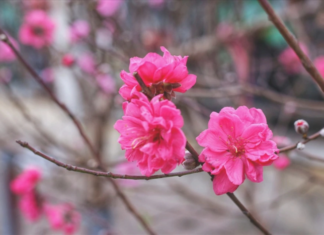 Revealing 5 exquisite peach blossom varieties that every Tet flower enthusiast must know.