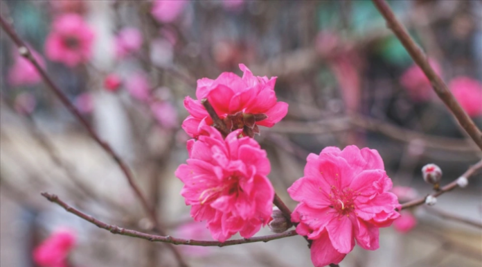 Revealing 5 exquisite peach blossom varieties that every Tet flower enthusiast must know.