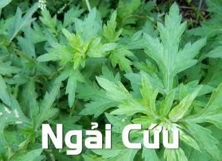 6 Simple and Effective Ways to Relieve Neck and Shoulder Pain with Comfrey Leaves