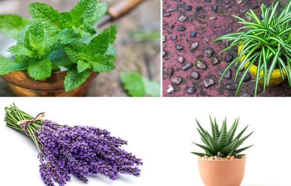 Trees that can help eliminate odors in your home