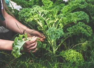 5 Types of Vegetables for Youthful, Healthy, and Radiant Skin