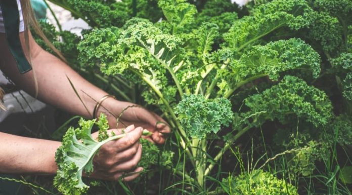 5 Types of Vegetables for Youthful, Healthy, and Radiant Skin