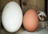 Why don’t people eat more goose eggs if they are healthier and tastier than chicken eggs?