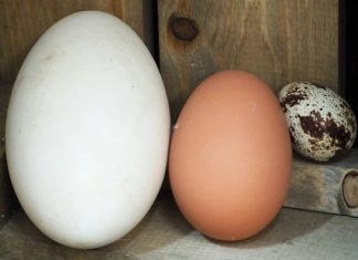 Why don’t people eat more goose eggs if they are healthier and tastier than chicken eggs?