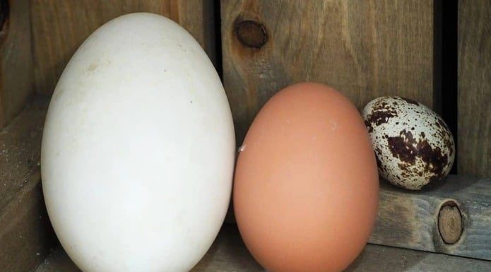 Why don’t people eat more goose eggs if they are healthier and tastier than chicken eggs?
