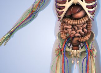 The Working Hours of Your Internal Organs: A Revealing Insight.