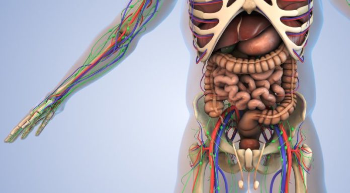 The Working Hours of Your Internal Organs: A Revealing Insight.