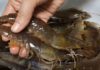 Preserve the freshness of shrimp this Tet by following these 3 simple steps for an entire month without discoloration