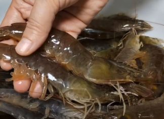 Preserve the freshness of shrimp this Tet by following these 3 simple steps for an entire month without discoloration