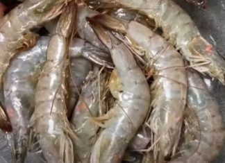 Fresh Live Shrimp: Soak and Refrigerate in This Special Solution for a Month and Enjoy Its Sweetness and Freshness