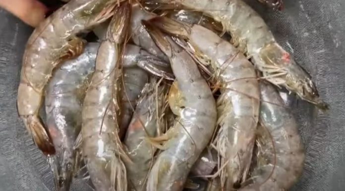 Fresh Live Shrimp: Soak and Refrigerate in This Special Solution for a Month and Enjoy Its Sweetness and Freshness