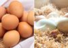 Preserve the freshness of eggs for up to a month without needing a refrigerator.