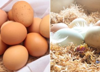 Preserve the freshness of eggs for up to a month without needing a refrigerator.