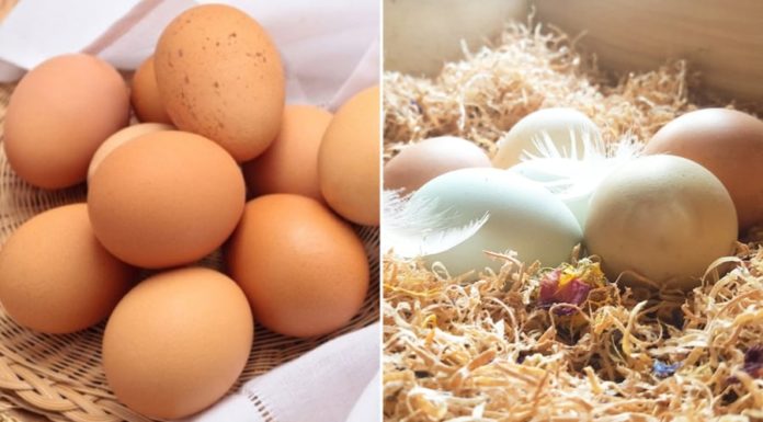 Preserve the freshness of eggs for up to a month without needing a refrigerator.