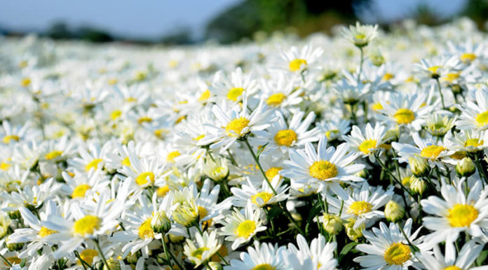 Easy and Effective Beauty Tips for a Radiant Look During Tết with Fruit Decorations