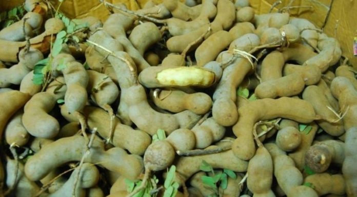 How to make delicious and tangy whole preserved tamarind for Tet festivities