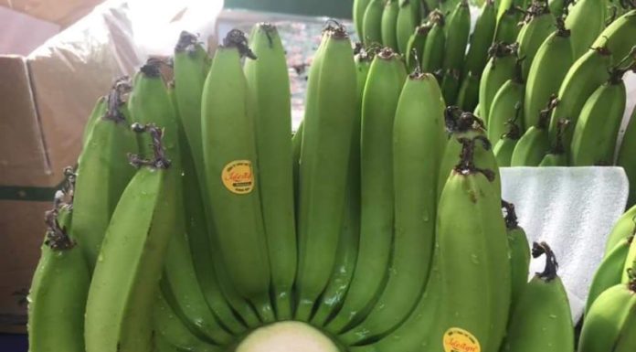 5 Symbolic Fruits Representing the Five Elements for Prosperity